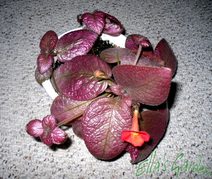 Thad’s Pink Flamingo - 2011 Episcia