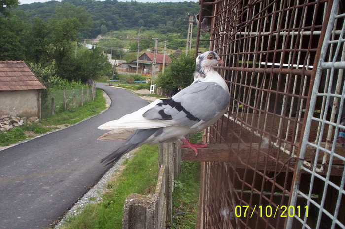 m - porumbei jucatori de galati