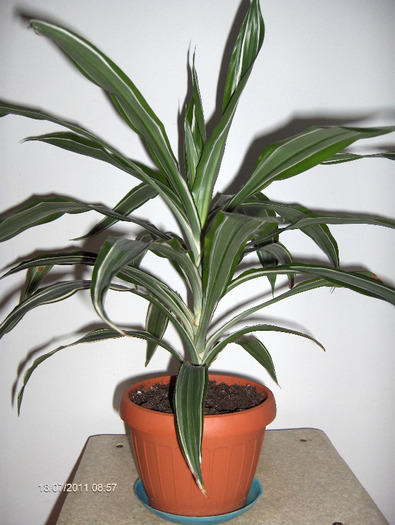 Dracaena deremensis “Warneckii”