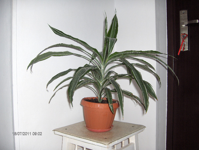 Dracaena deremensis “Warneckii” - dracaena si altceva 2011