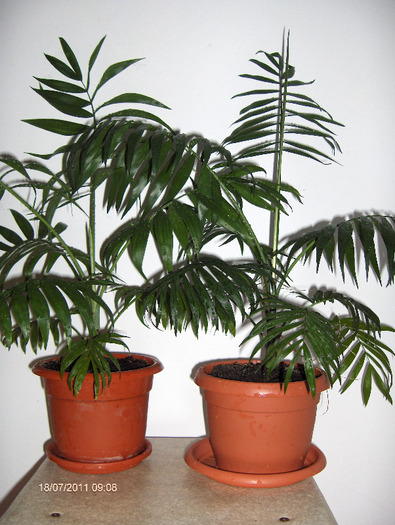 chamaedorea elegans - dracaena si altceva 2011