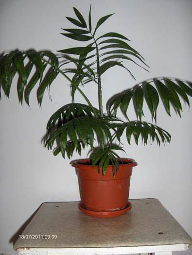 chamaedorea elegans - dracaena si altceva 2011