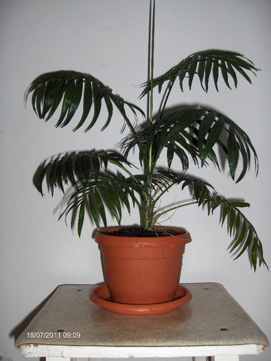 chamaedorea elegans - dracaena si altceva 2011