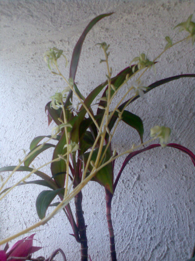 cordyline fruticosa - dracaena si altceva 2011