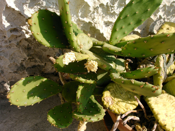 Opuntia - Cactusi -suculente