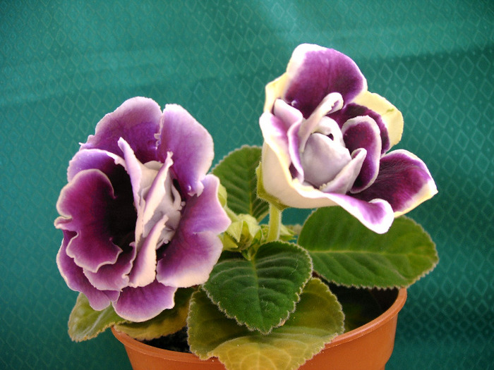 IMAG0036 - Diverse flori