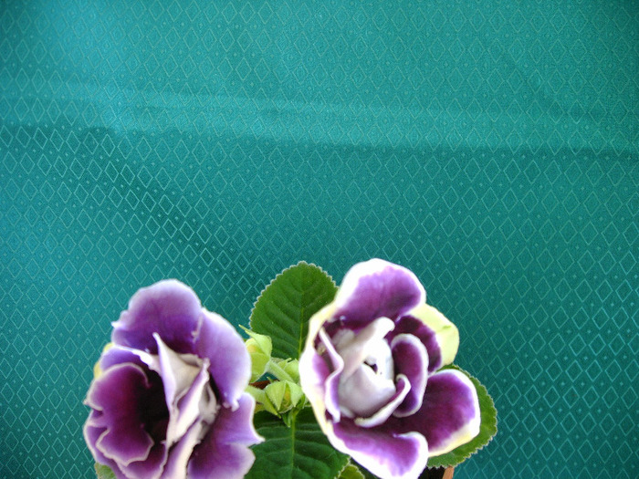 IMAG0033 - Diverse flori