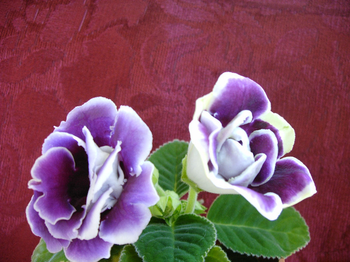 IMAG0034 - Diverse flori