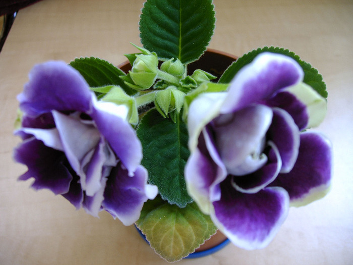 IMAG0035 - Diverse flori