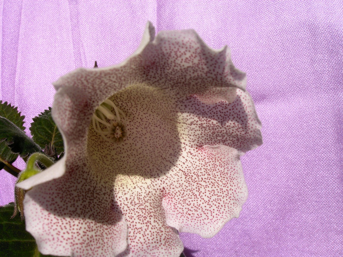 IMAG0007 - Diverse flori