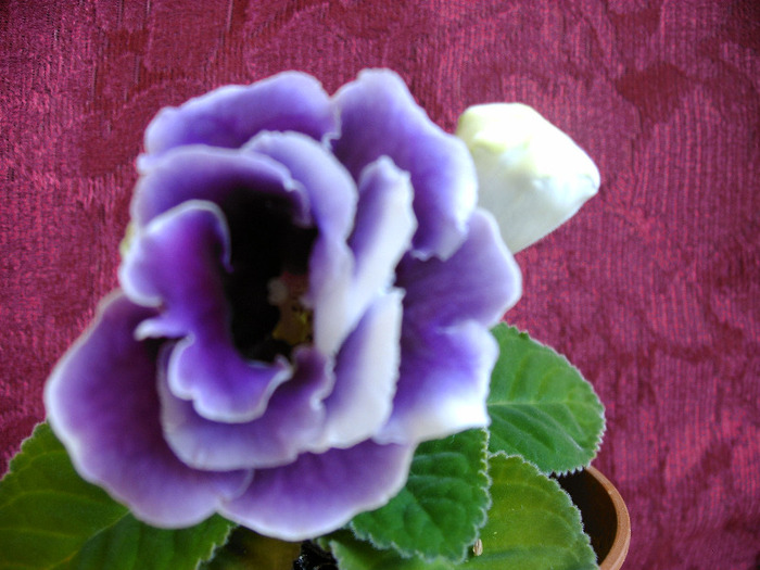 IMAG0039 - Diverse flori