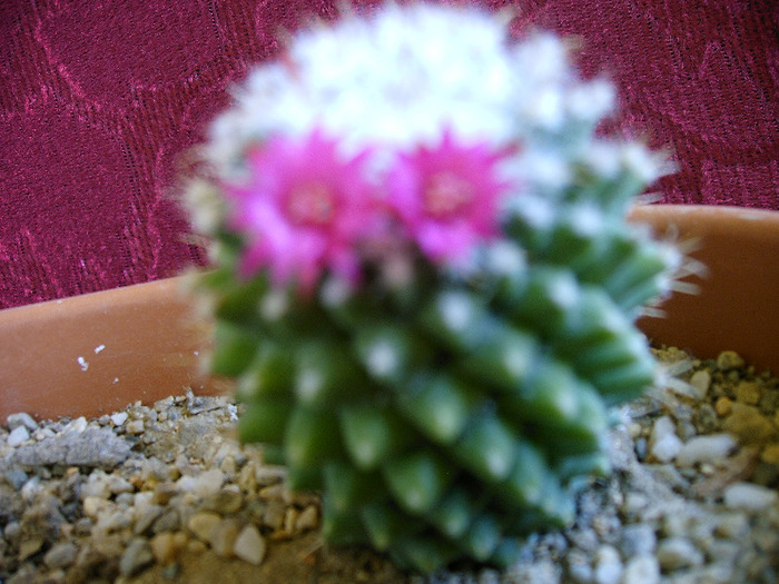 Mammillaria