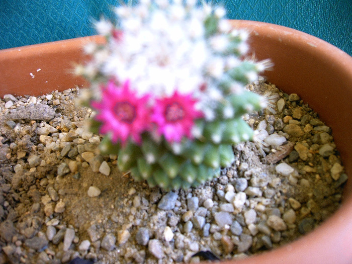 Mammillaria