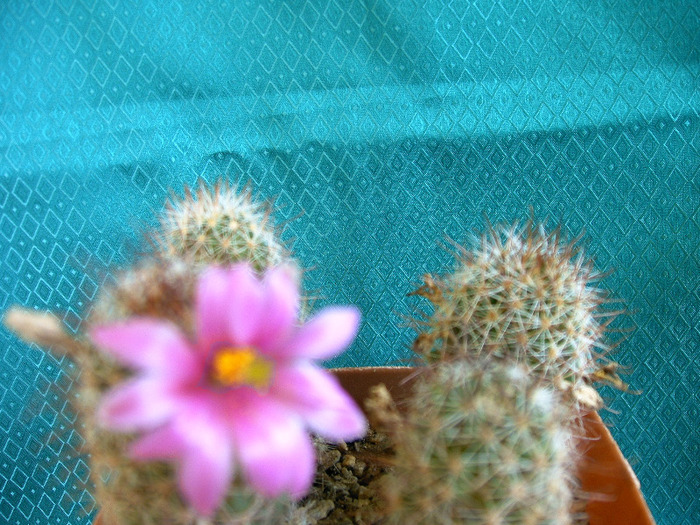 Mammillaria - Flori cactusi