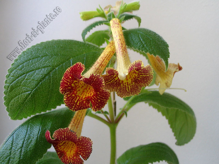 Achimenes Antirrhina 6 - ACHIMENES I