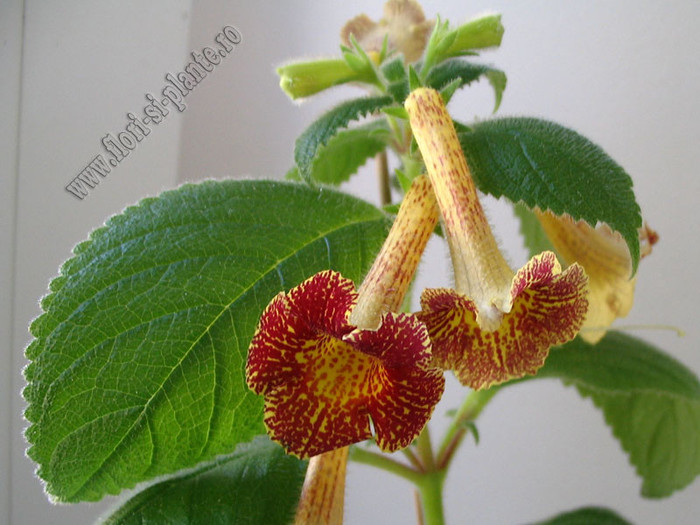 Achimenes Antirrhina 7 - ACHIMENES I