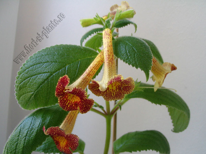 Achimenes Antirrhina 8