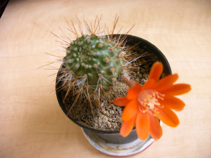 Rebutia