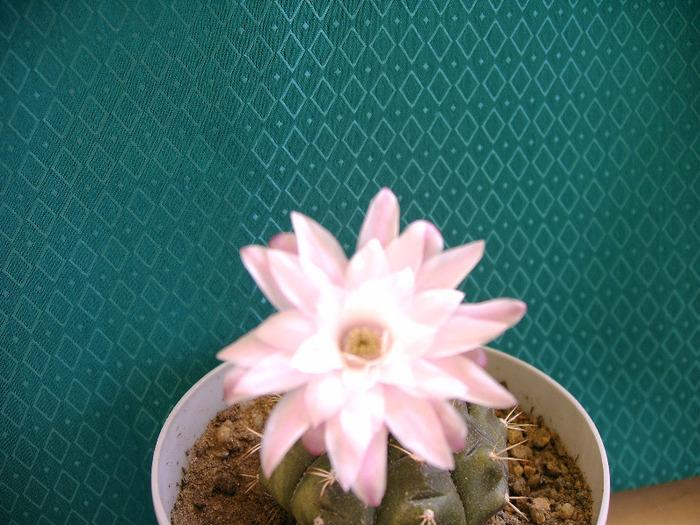 Gymnocalycium