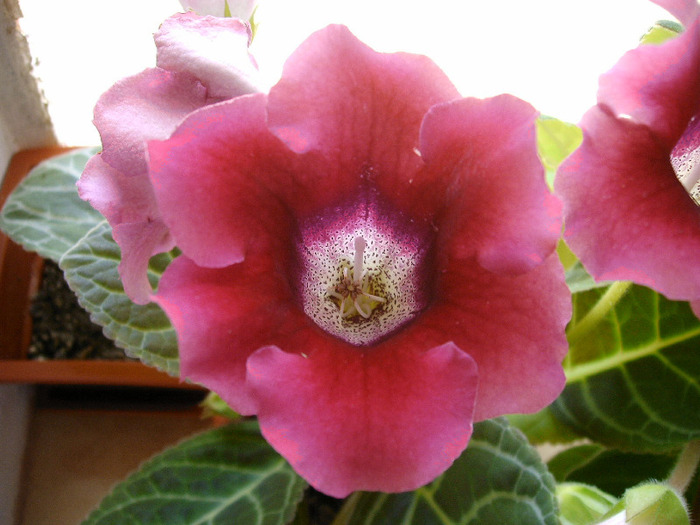 IMAG0040 - Diverse flori