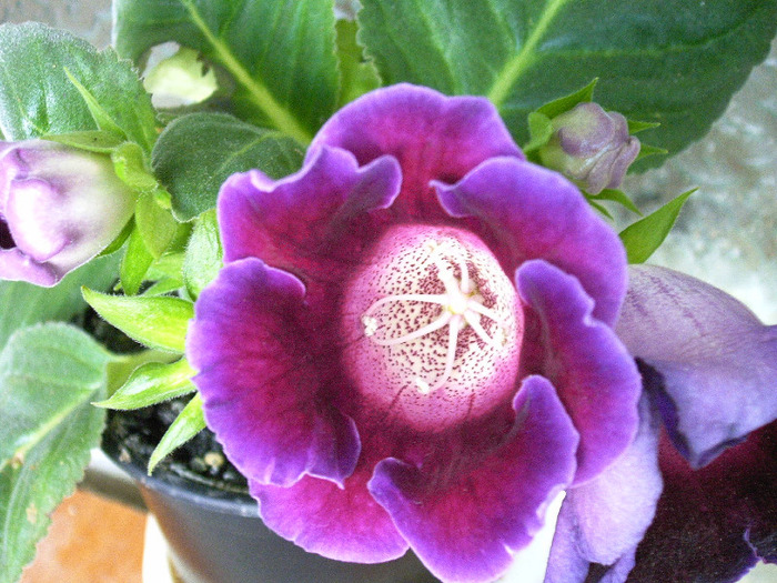 IMAG0048 - Diverse flori