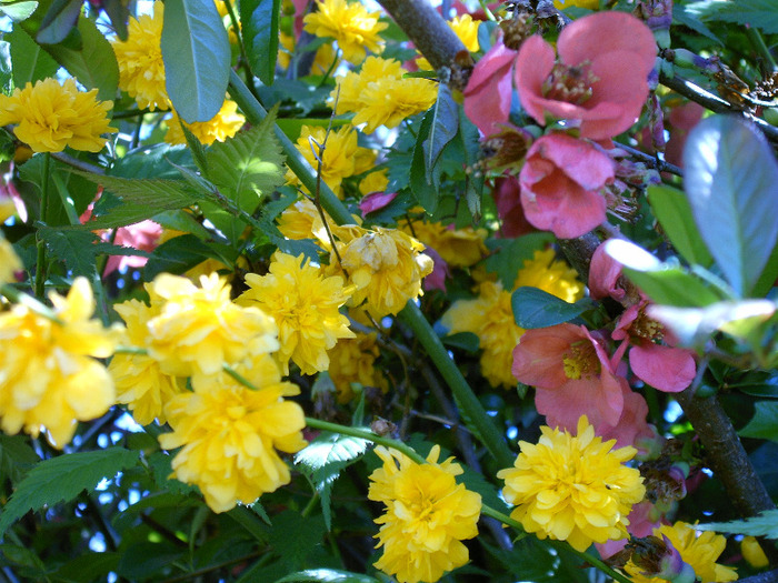 IMAG0020 (2) - Diverse poze