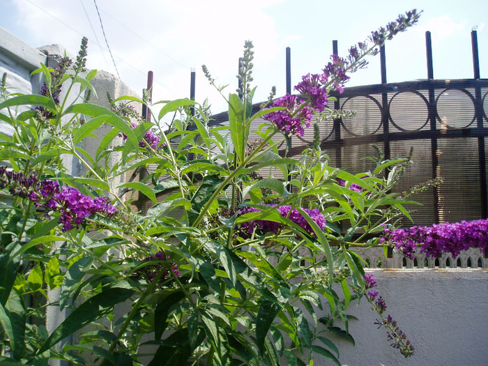 P1010064