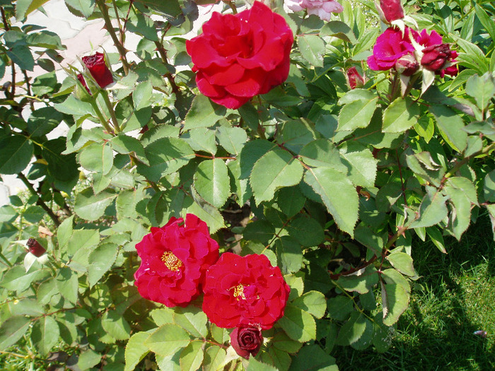 P1010066