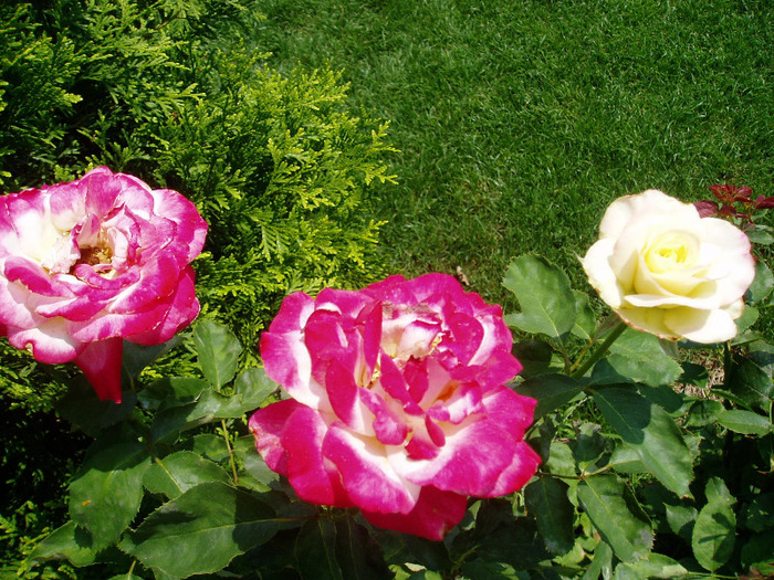 double delight