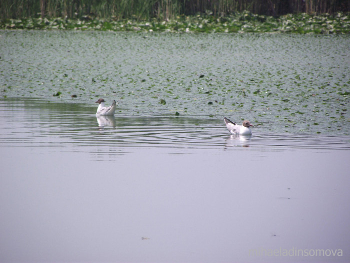 DSCF4373 - pe balta Somova