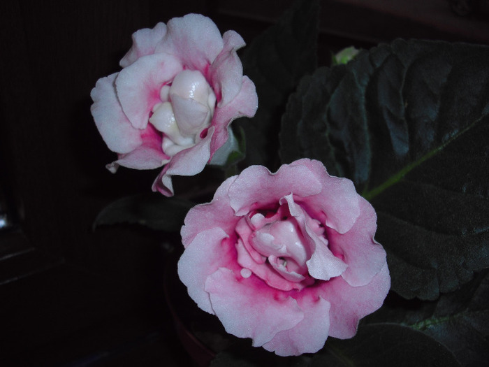 CIMG4833 - gloxinia 2011