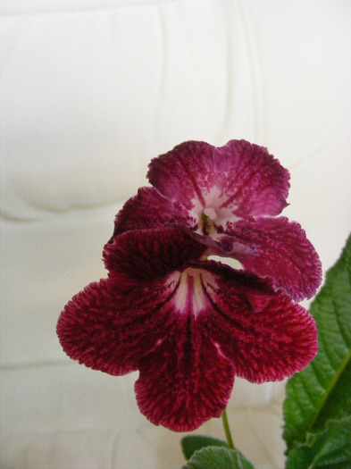  - streptocarpus PHOEBE