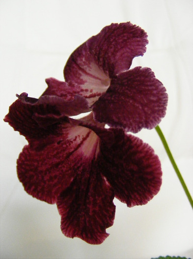  - streptocarpus PHOEBE