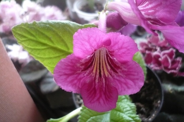 Bristol's Sixth Scents