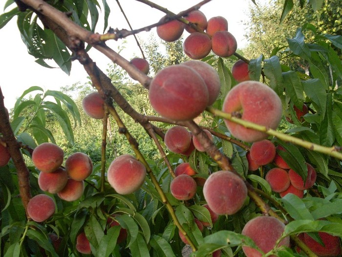 Picture1 013 - gradina mea 2011