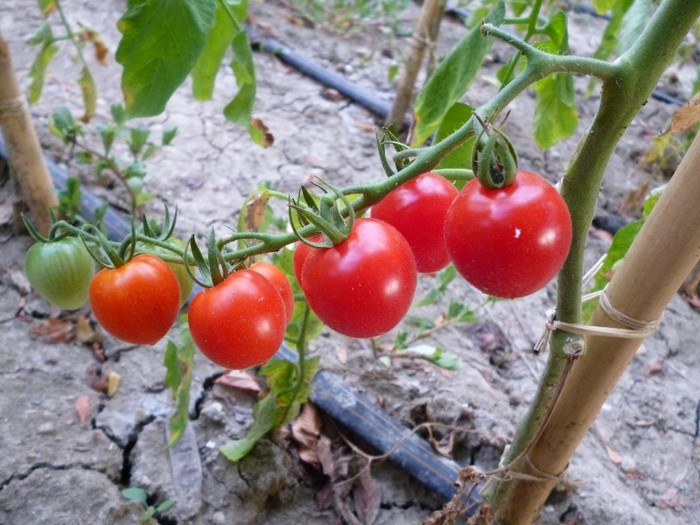 Tomatoberry pe ciorchine