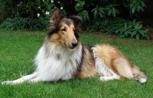 rase-de-caini-collie - Animalele Preferate