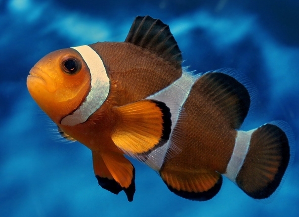 amphiprion-ocellaris_5_b - Animalele Preferate