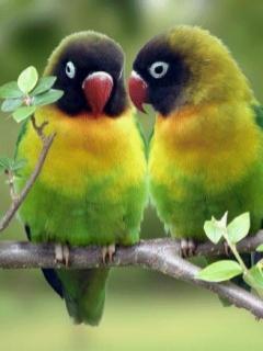 367 - Animalele Preferate