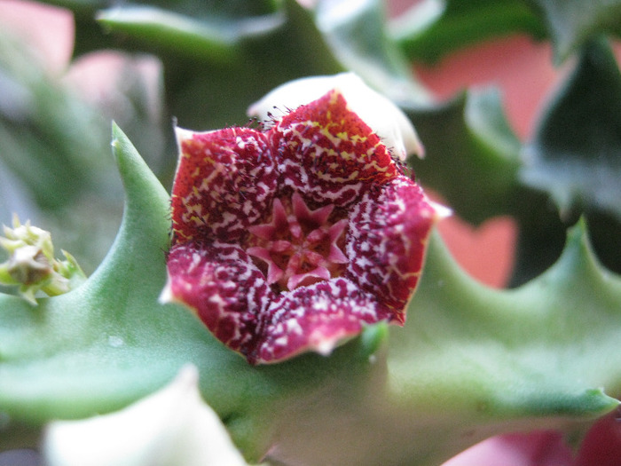 Orbea carnosa v. keithii (1)