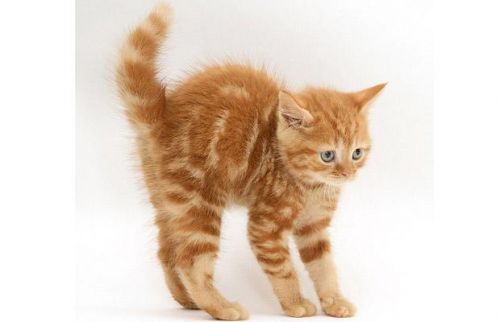 6_original - Animalele Preferate