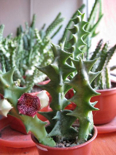 Orbea carnosa v. keithii (4)