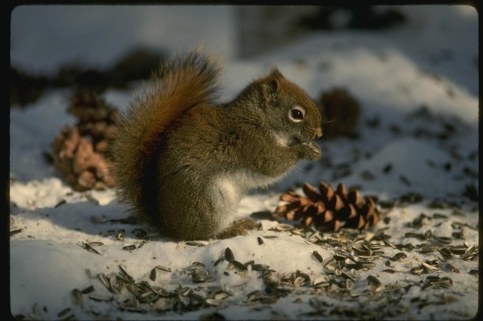 151060 - Animalele Preferate