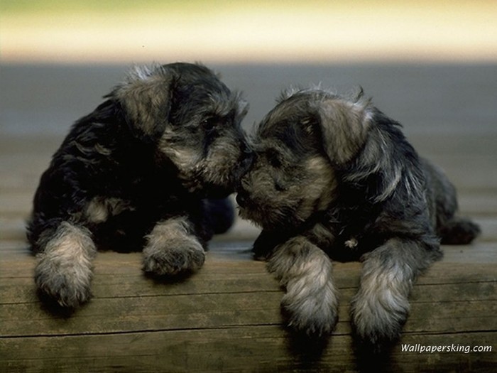 1024x768_087 - Animalele Preferate