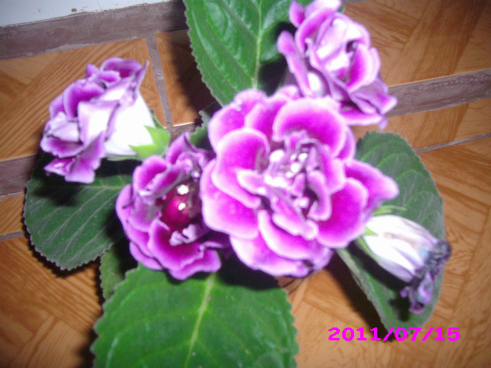 IMG_8709 - flori 2011