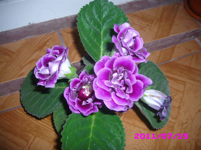 IMG_8710 - flori 2011