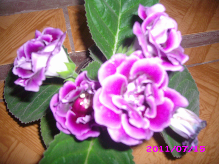 IMG_8712 - flori 2011