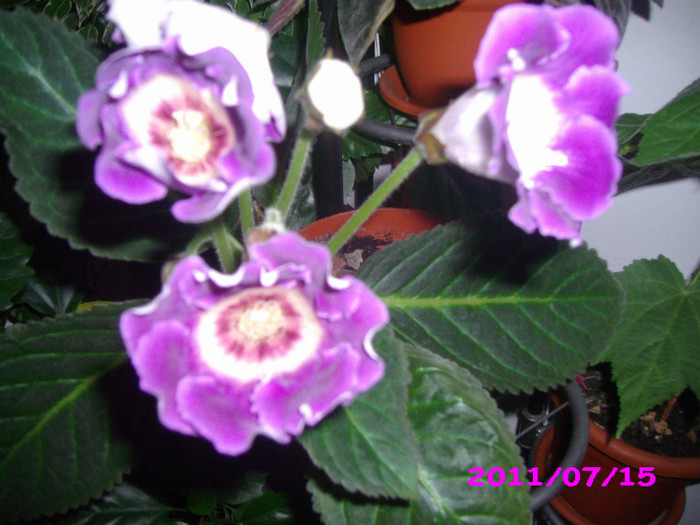 IMG_8714 - flori 2011