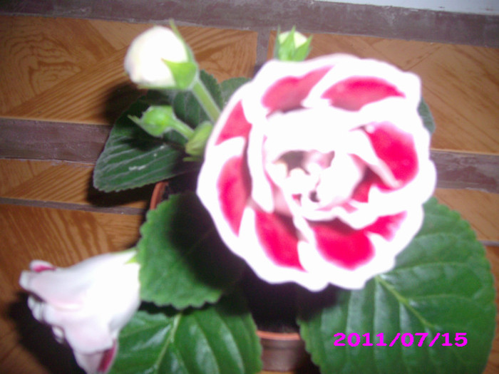 IMG_8717 - flori 2011