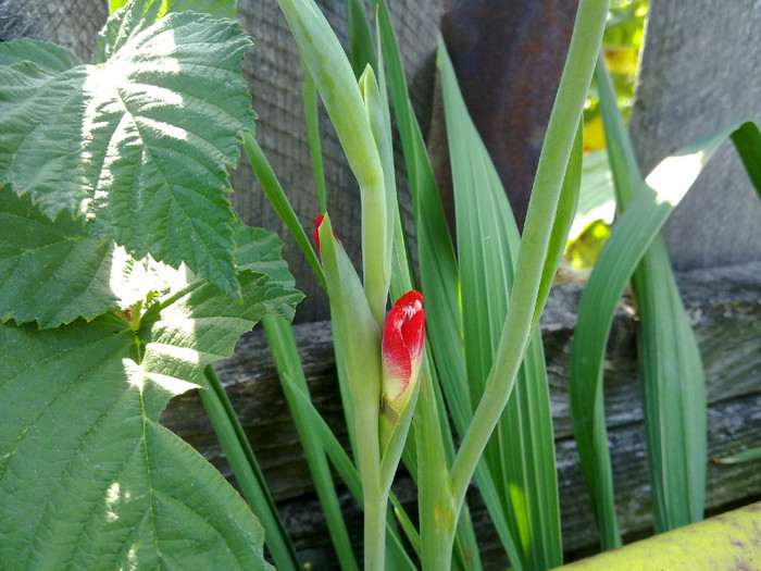 16072011019 - GLADIOLE 2011